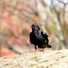 カラスが鳴く