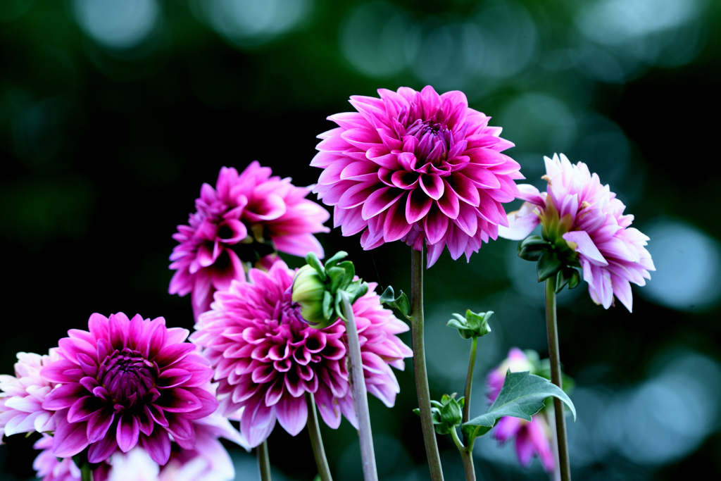 花壇の花