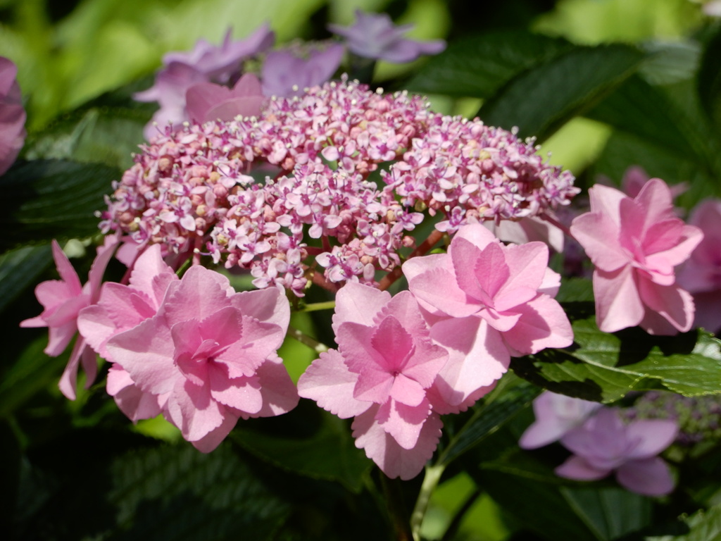 紫陽花１