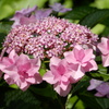 紫陽花１
