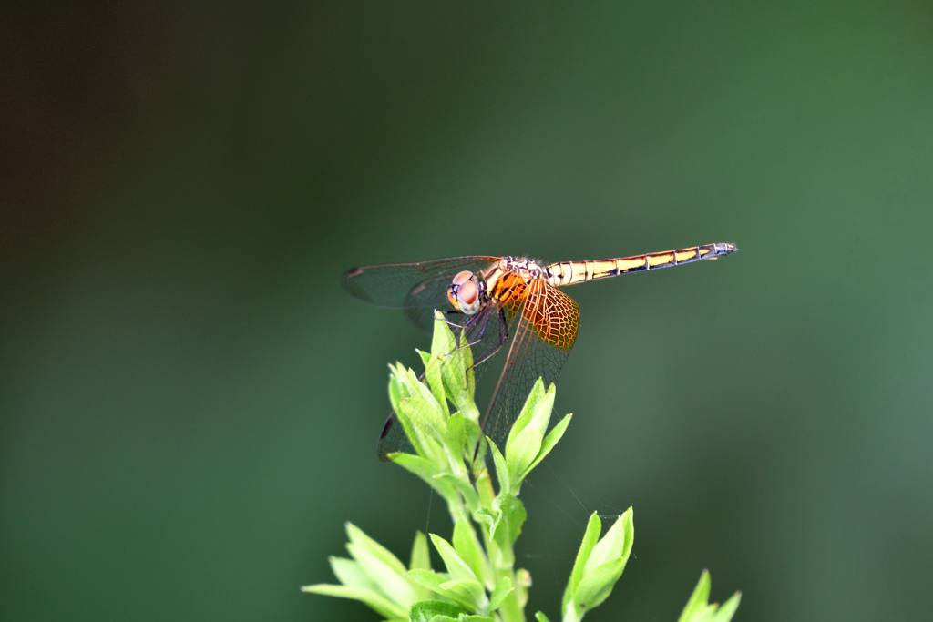 ベニトンボ ♀