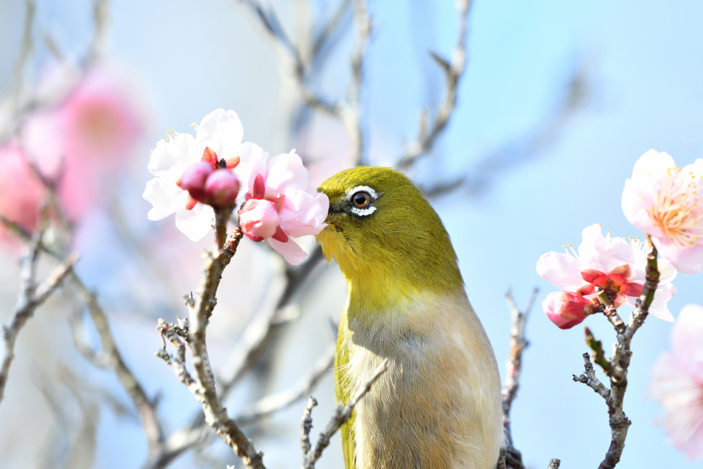 蜜が大好き！