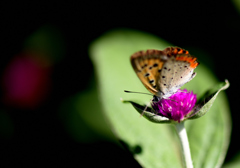 吸蜜する蝶