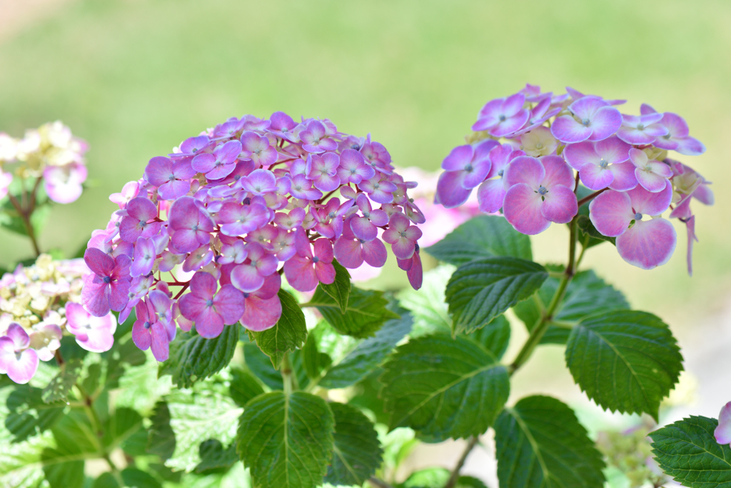 紫陽花