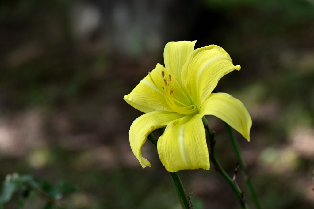 黄菅