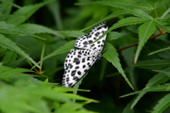 水玉模様