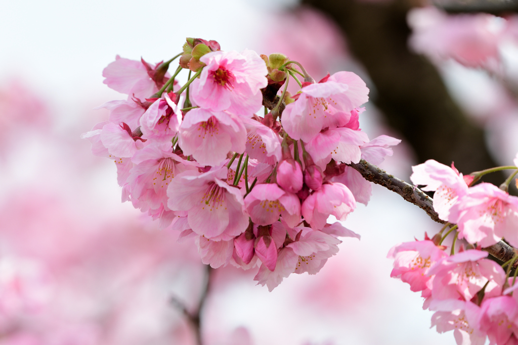 陽光桜
