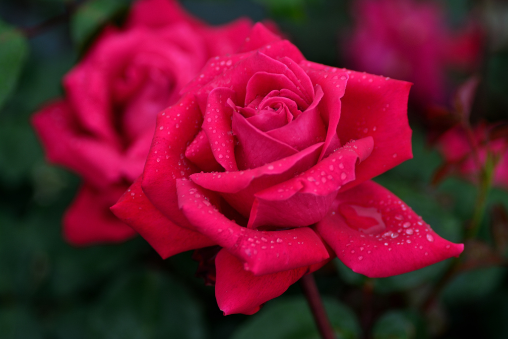 クリスチャン ディオール (薔薇）
