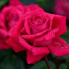 クリスチャン ディオール (薔薇）