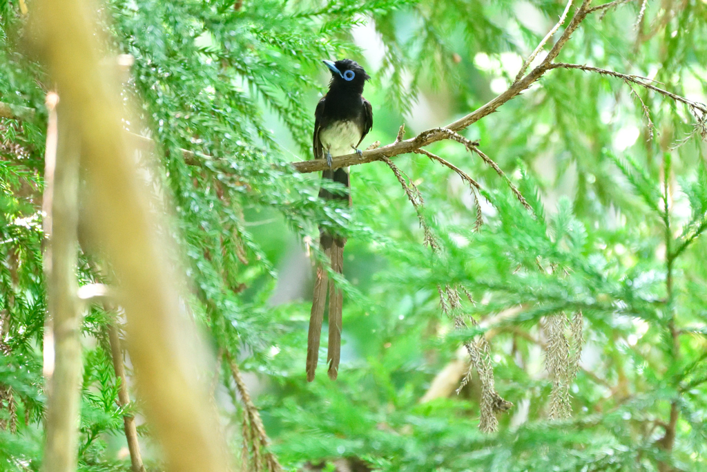 サンコウチョウ ②