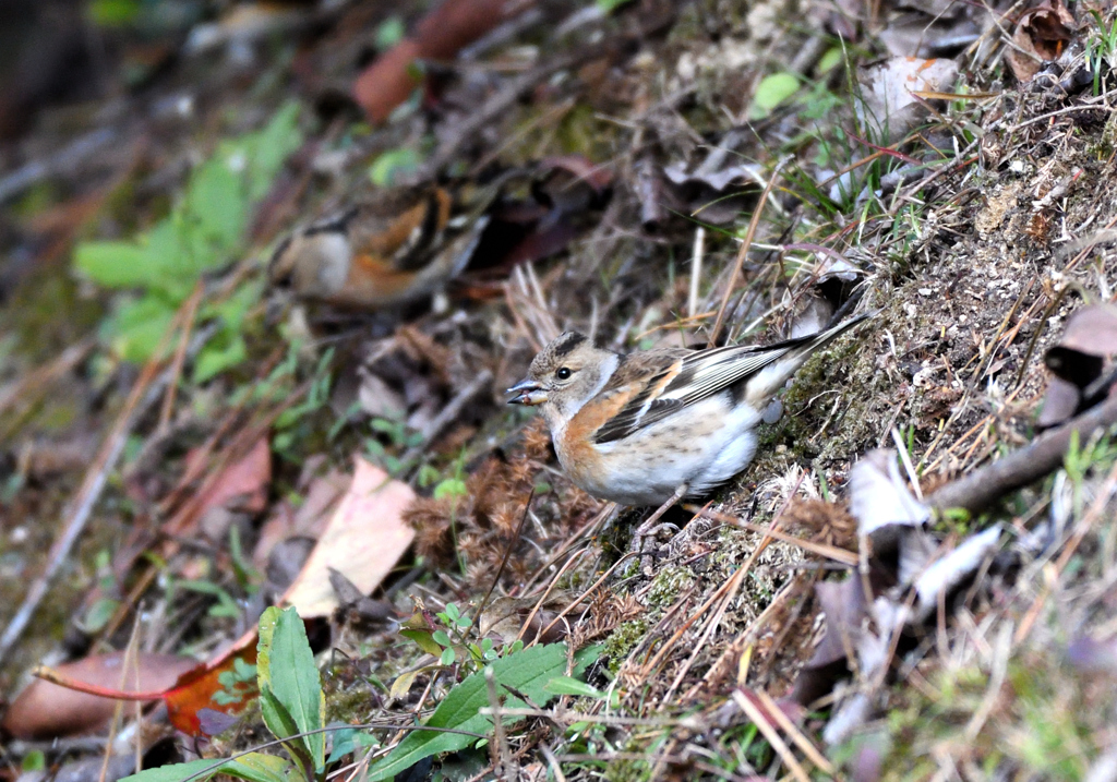 冬日向に獦子鳥