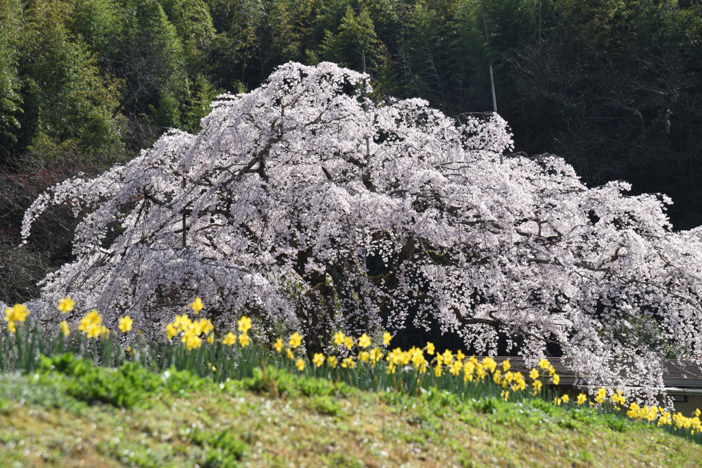 枝垂桜