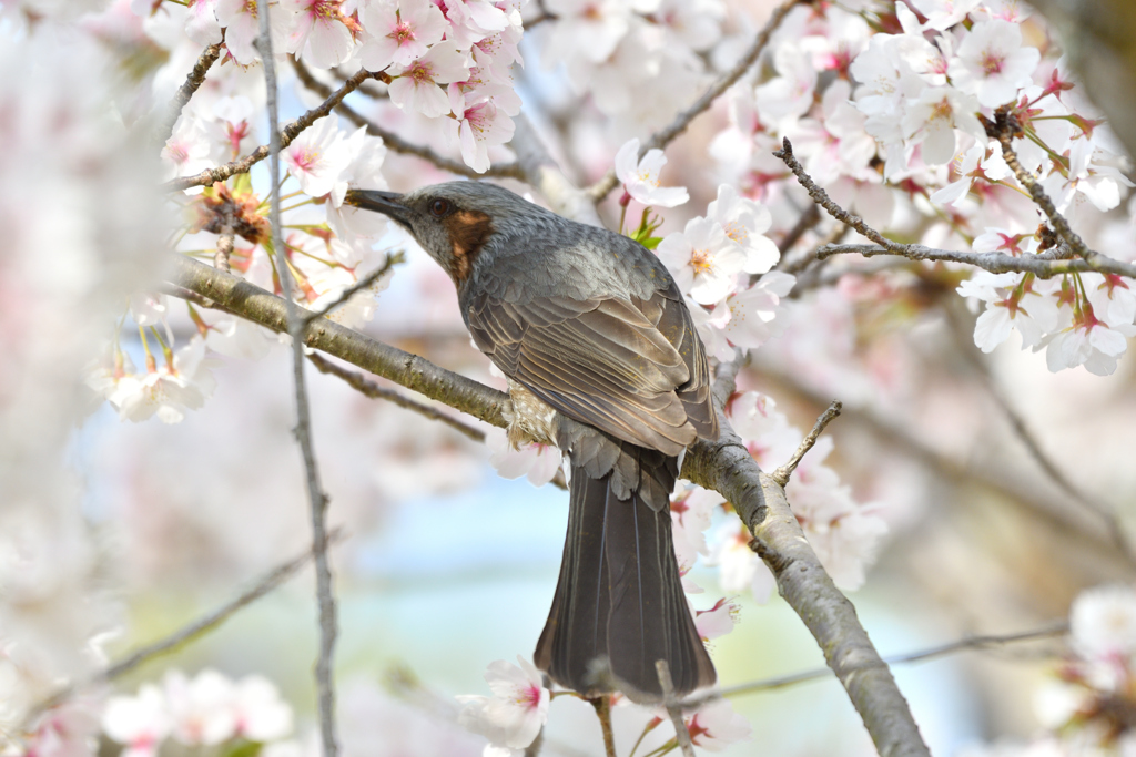 桜と鵯