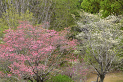 花水木
