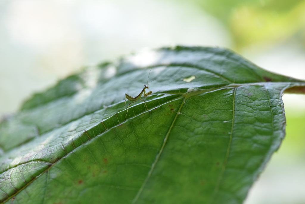 葉っぱに小さいカマキリ