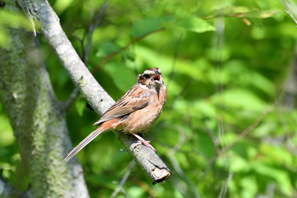 ホオジロが鳴く