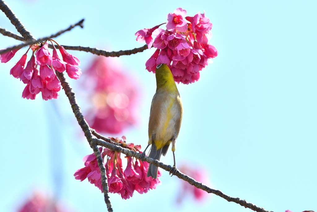 寒緋桜で吸蜜する目白