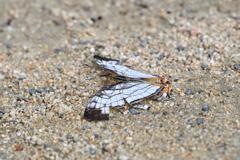 吸水中のイシガケチョウ