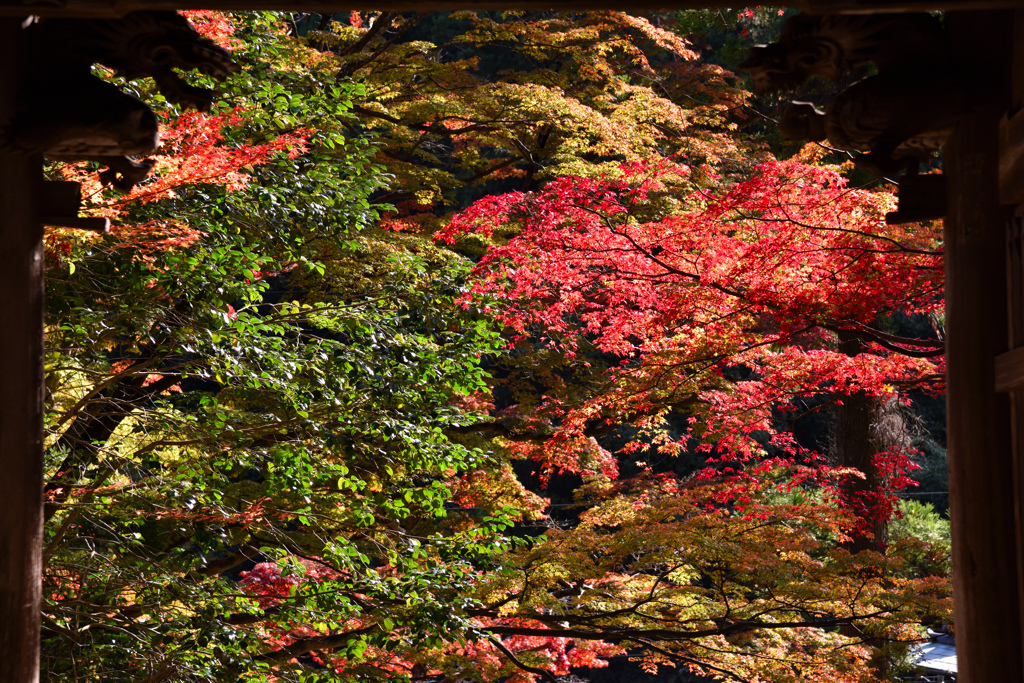 山門からの紅葉