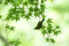 新緑にメジロ