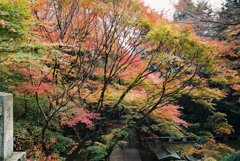 根香寺の紅葉