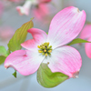 花水木（ピンク）