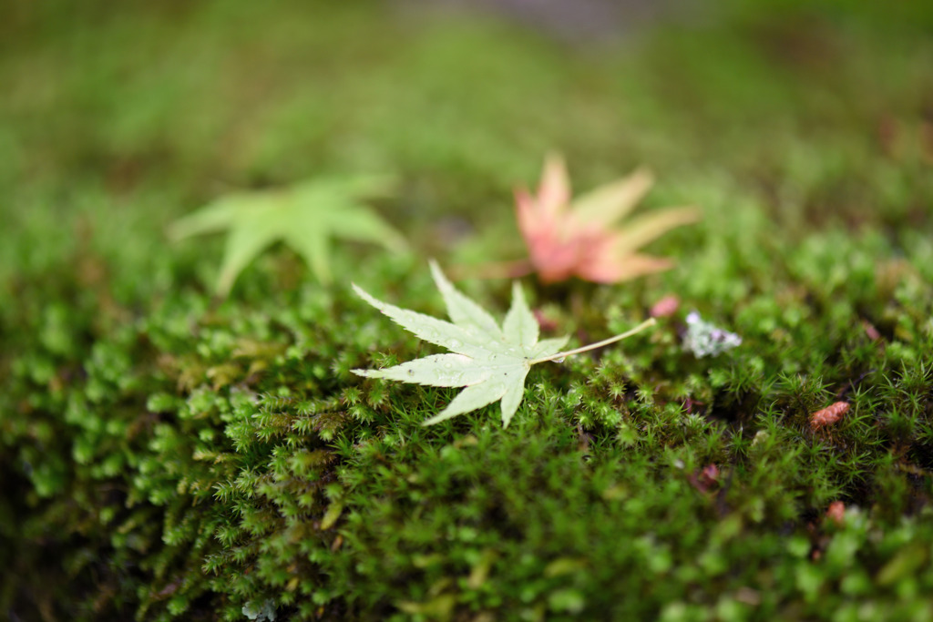苔の絨毯