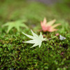 苔の絨毯