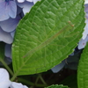 遁術
