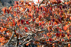 深紅の紅葉