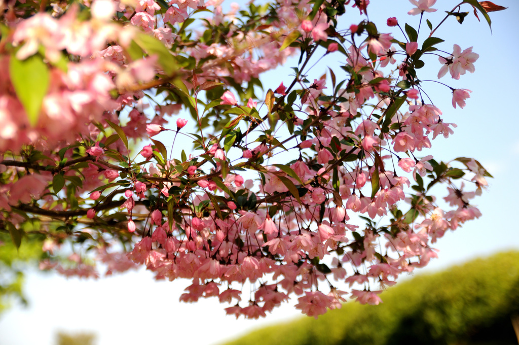 春の花