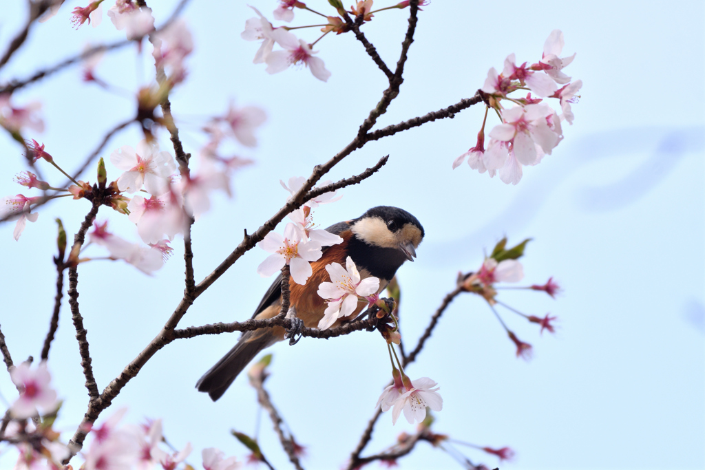 桜と山雀