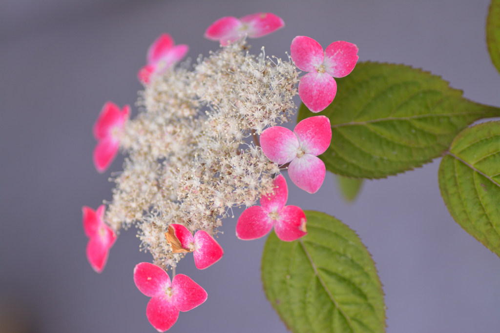 山紫陽花（紅）