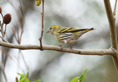 マヒワ♀