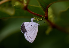 シジミ蝶の産卵