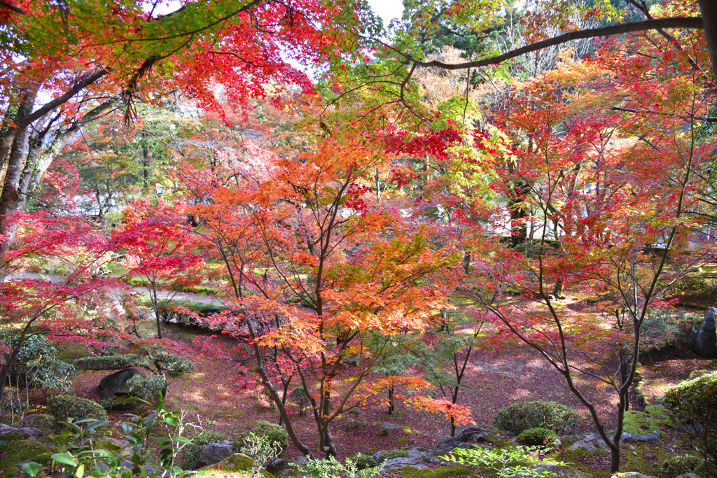 見頃の紅葉