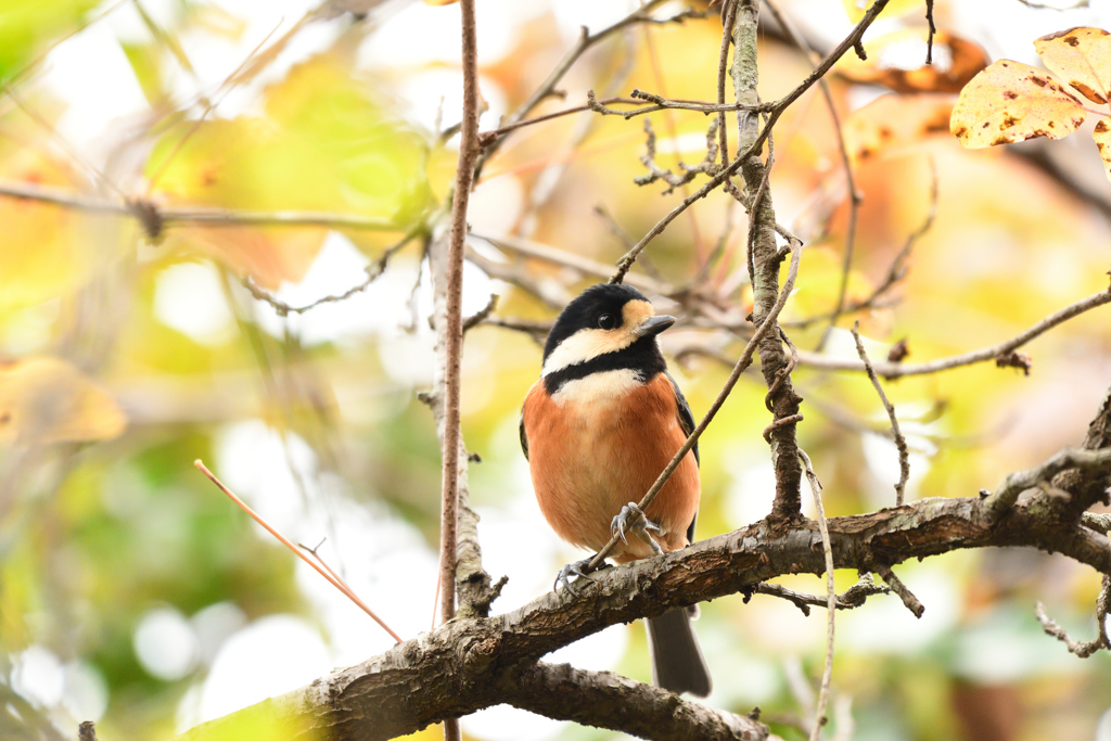 紅葉と山雀