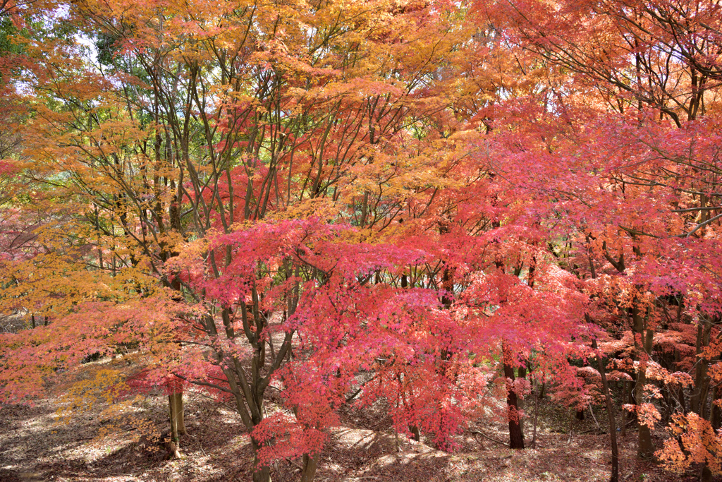 紅葉狩り