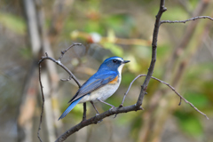 綺麗な青い鳥