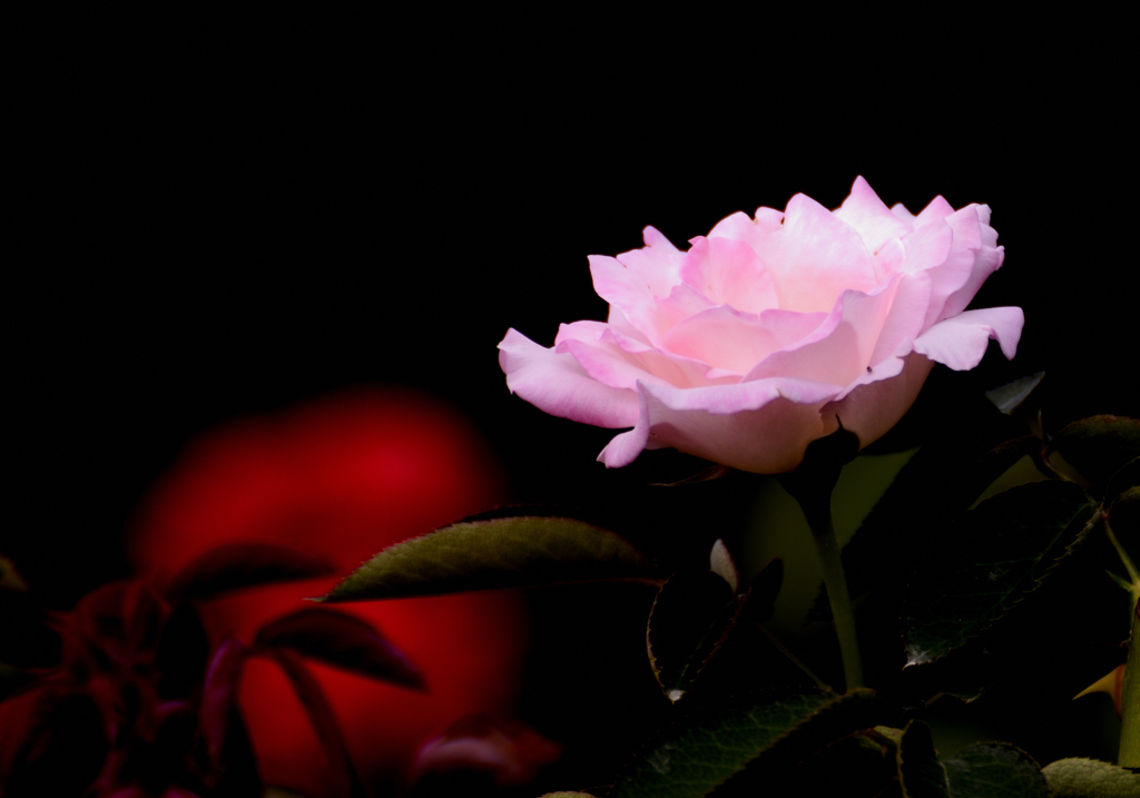 薔薇