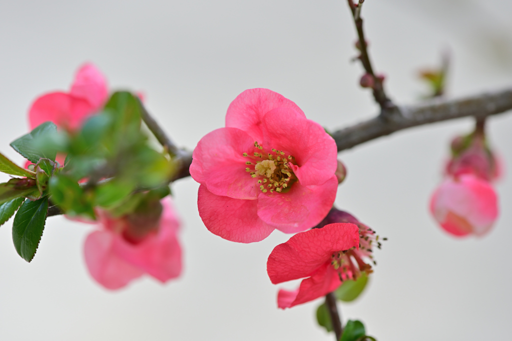 木瓜の花