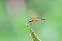 紅蜻蛉 (雌）