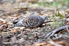 雉鳩さん