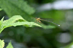 モノサシトンボ ♀