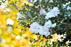 山茶花