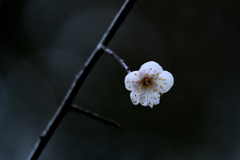 梅が咲く