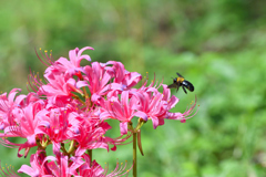花から花へ