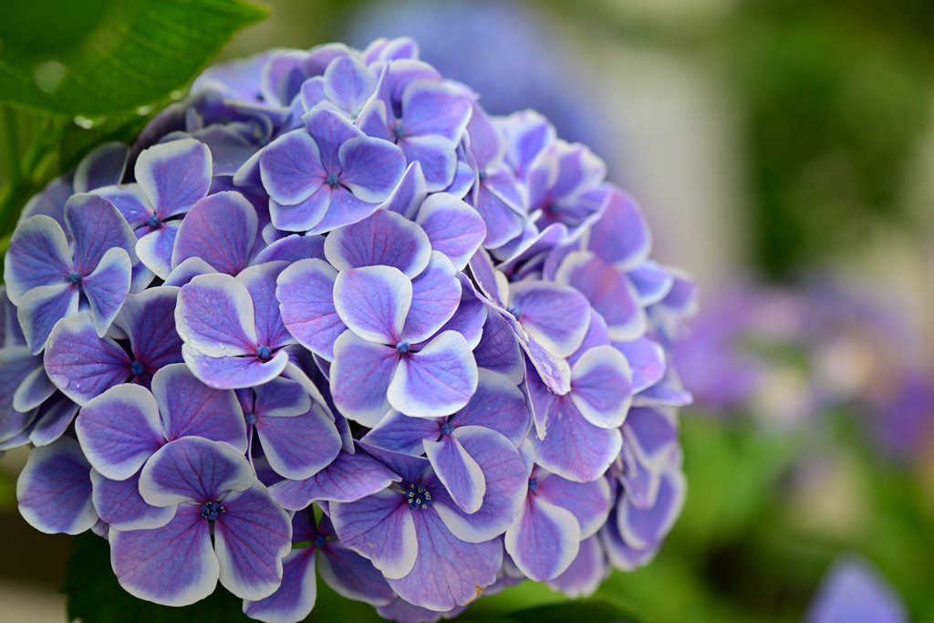 紫陽花