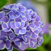 紫陽花