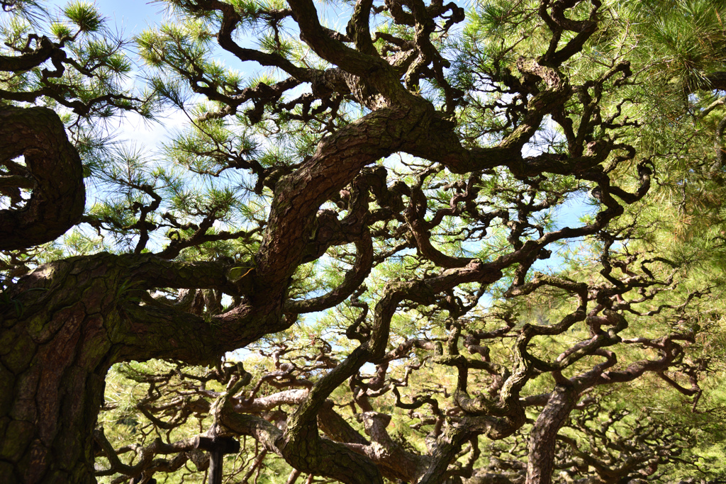 栗林公園の箱松